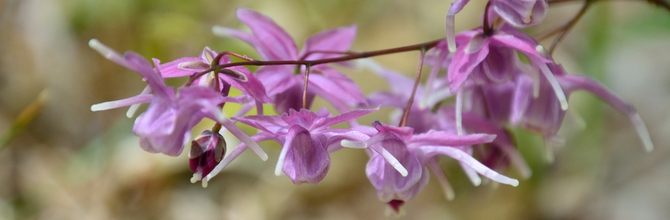  Why we don't sell horny goat weed